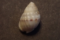 Nassarius venustus
