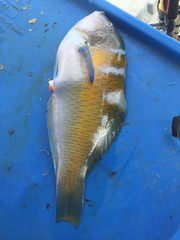 Halichoeres radiatus