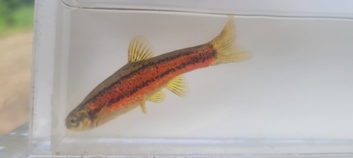 Northern redbelly dace (Chrosomus eos) — Cyprinidae — 4