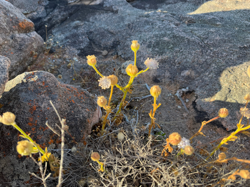Trachymene coerulea, photograph 6