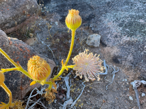 Trachymene coerulea, photograph 5
