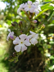 Duranta triacantha