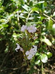 Duranta triacantha