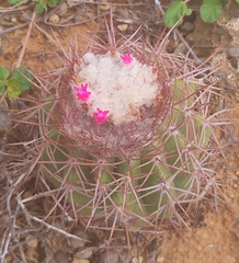 Melocactus curvispinus