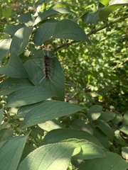 Halysidota cinctipes