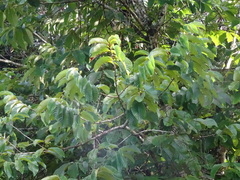 Annona macroprophyllata