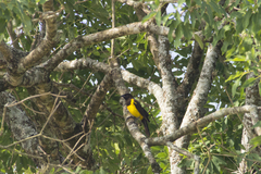 Pseudoleistes guirahuro