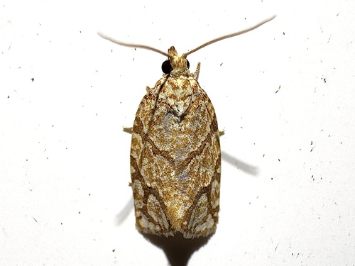 Yellow-winged Oak Leafroller Moth photo 5
