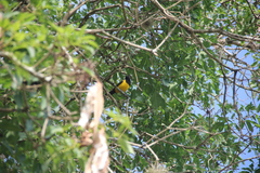 Pseudoleistes guirahuro