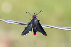 Mysoria barcastus