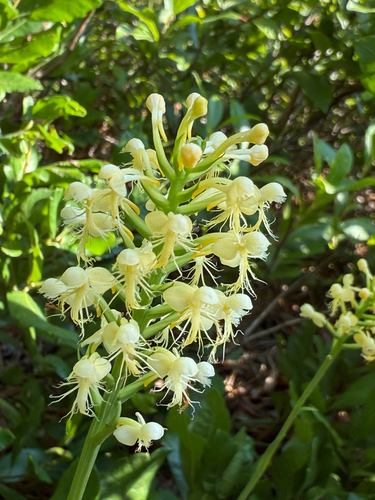pale fringed orchid (Platanthera pallida)