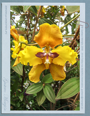 Cyrtochilum macranthum