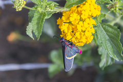 Mysoria barcastus