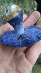 Phlegmacium velicopium