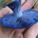 Cortinarius velicopius - Photo (c) dziomber,  זכויות יוצרים חלקיות (CC BY-NC-SA)
