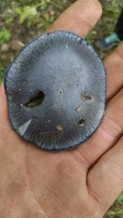Phlegmacium velicopium