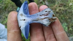 Phlegmacium velicopium