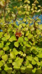 Fuchsia procumbens