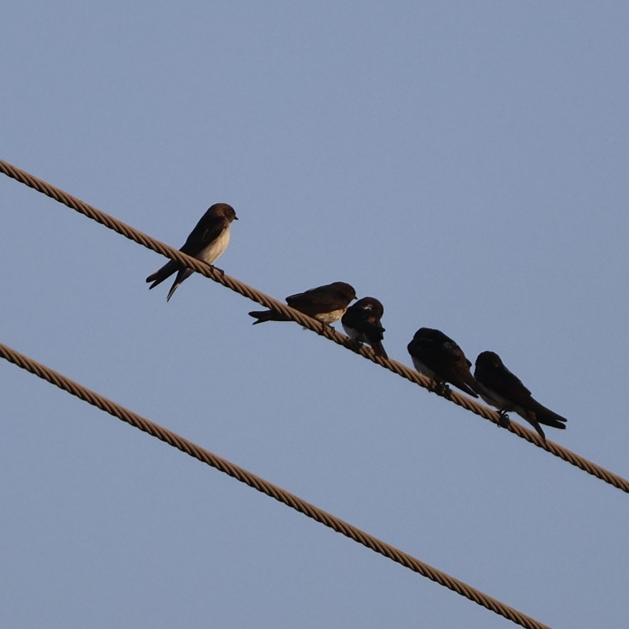 Streak-throated Swallow (Petrochelidon fluvicola), photo 2