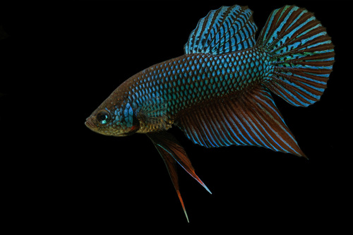 Blue betta (Betta smaragdina) — Osphronemidae