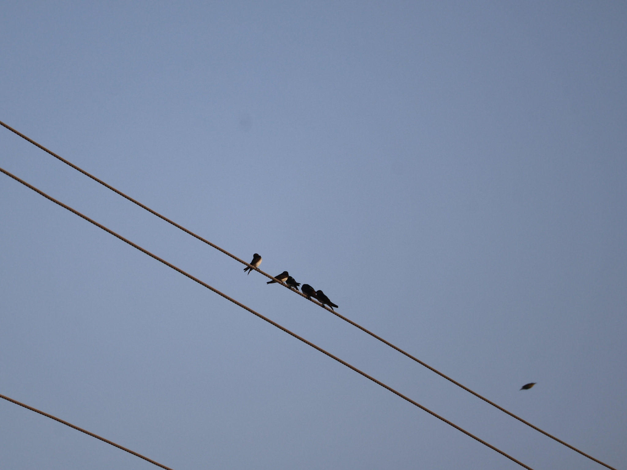 Streak-throated Swallow (Petrochelidon fluvicola), photo 3