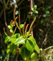 Peperomia rotundata
