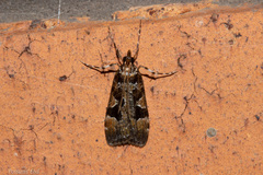 Scoparia ustimacula