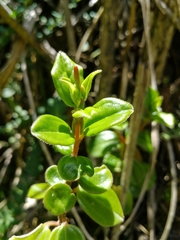 Peperomia rotundata