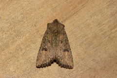 Meterana inchoata