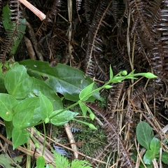 Swertia shintenensis