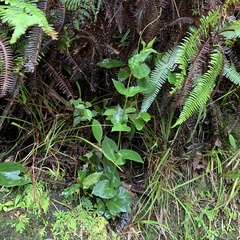 Swertia shintenensis