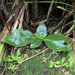 Swertia shintenensis