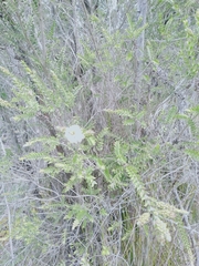 Melaleuca squarrosa