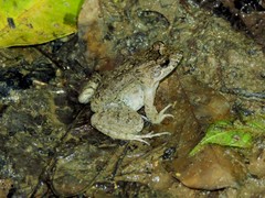 Leptodactylus petersii