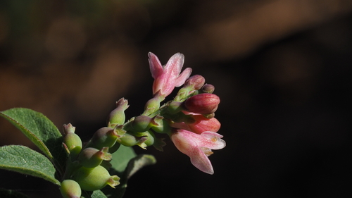 Symphoricarpos albus var. laevigatus