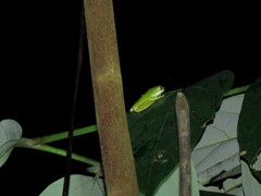 Pithecopus hypochondrialis