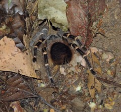 Acanthoscurria
