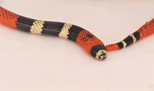 Micrurus janisrozei
