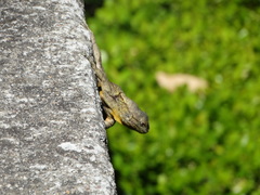 Sceloporus grammicus
