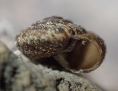 Xerotricha conspurcata