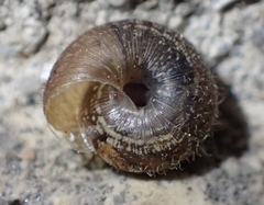 Xerotricha conspurcata