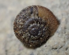 Xerotricha conspurcata