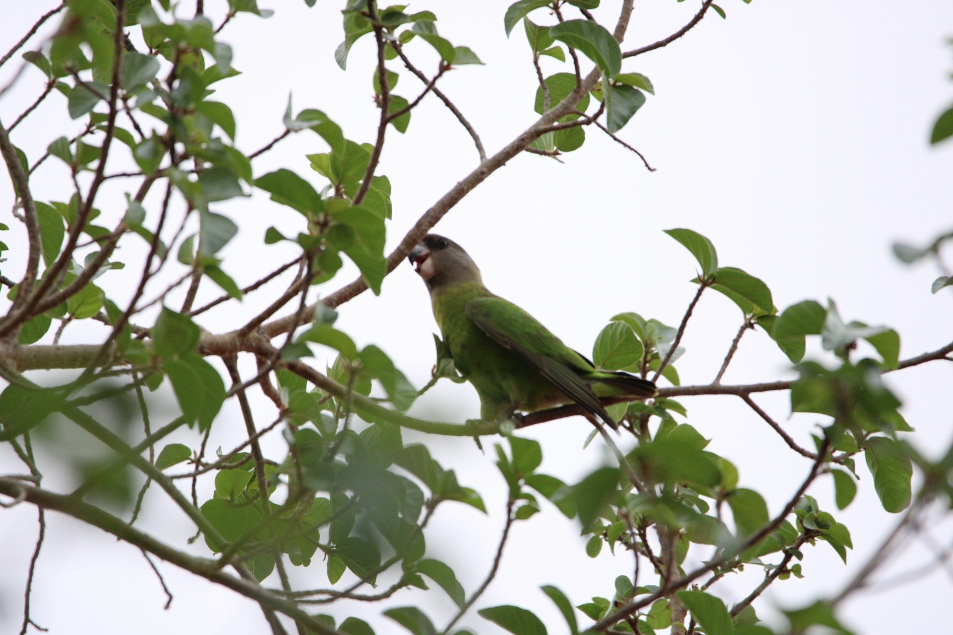 Brown-headed Parrot (Poicephalus cryptoxanthus), photo 7