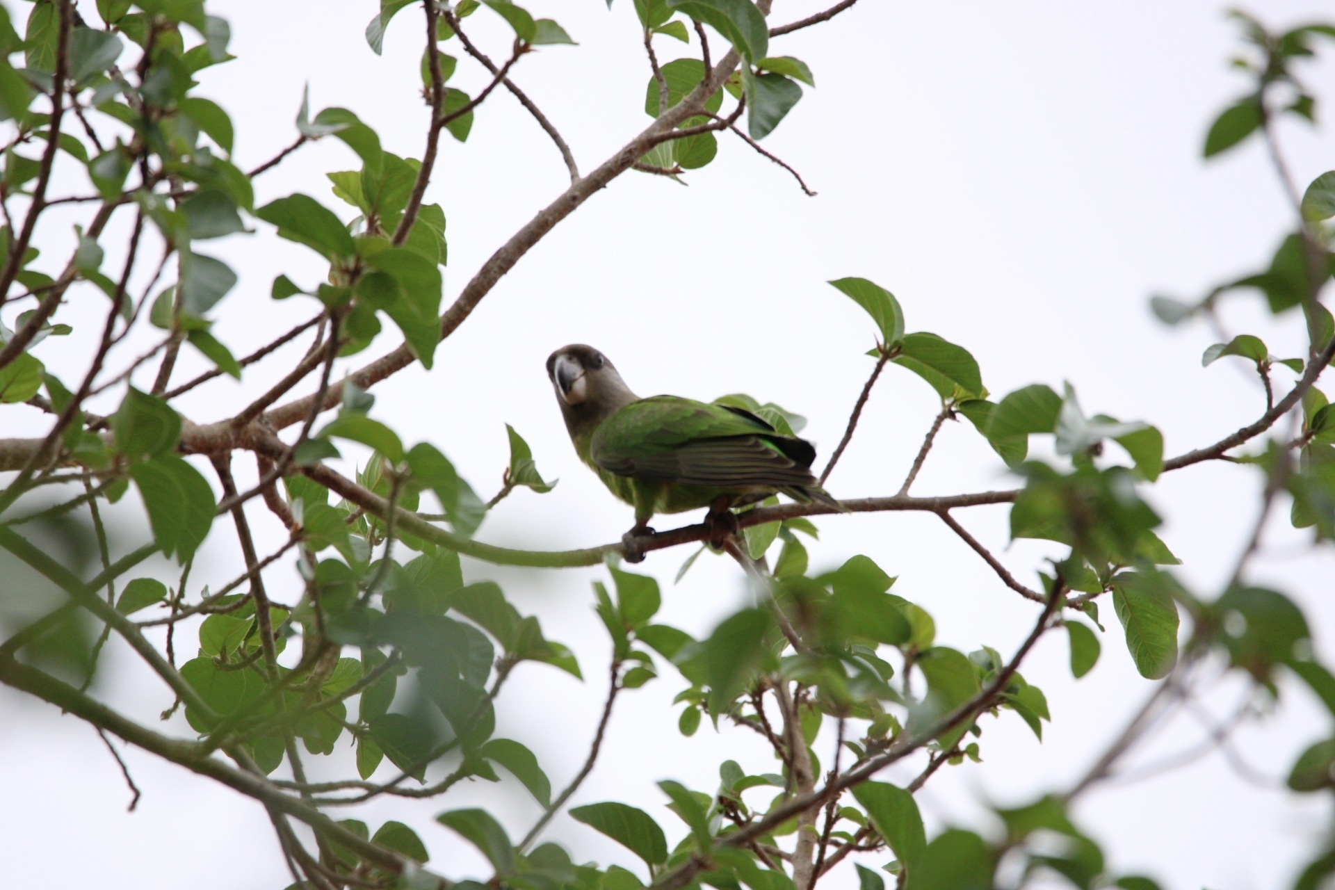 Brown-headed Parrot (Poicephalus cryptoxanthus), photo 8