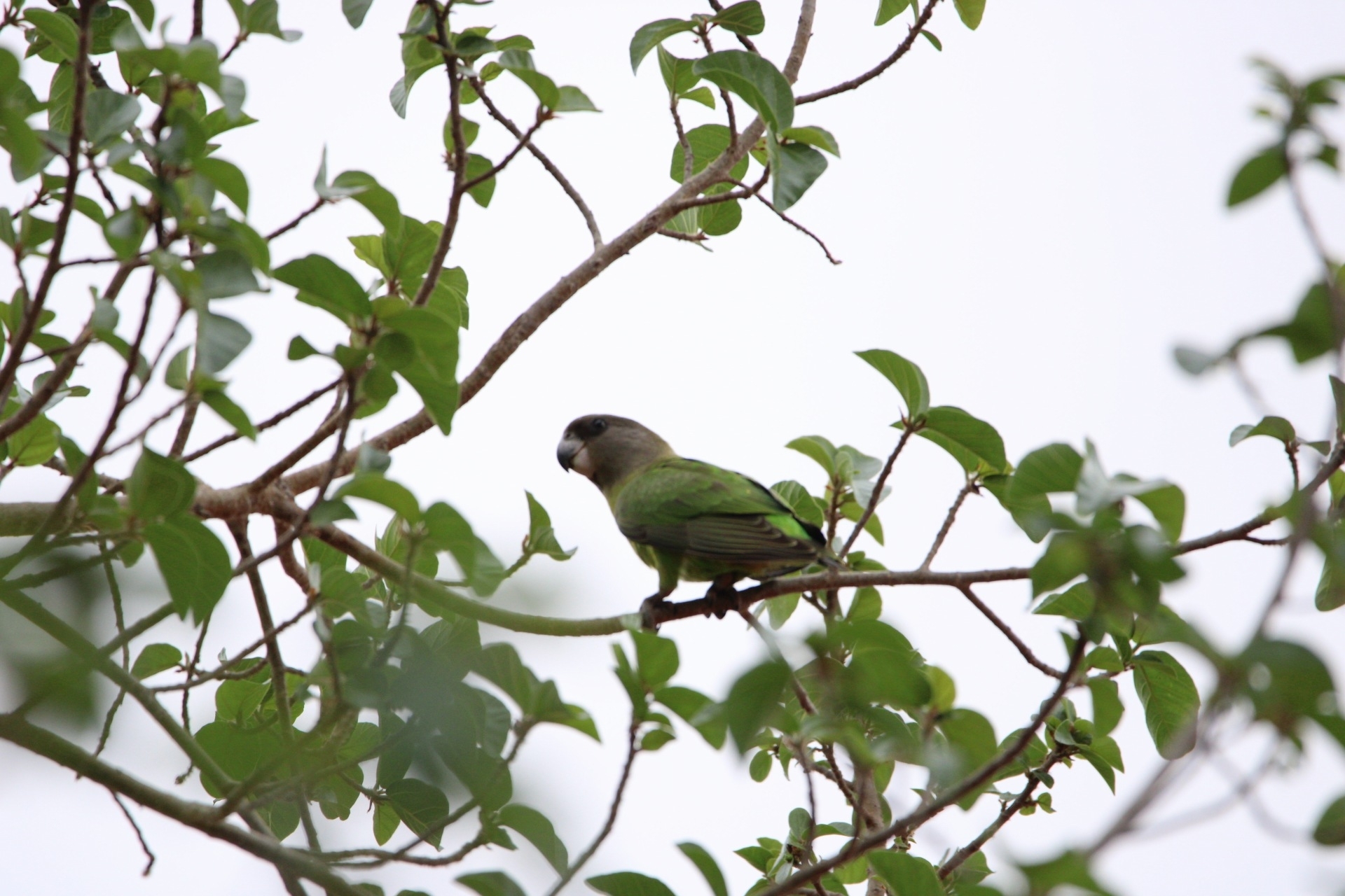 Brown-headed Parrot (Poicephalus cryptoxanthus), photo 9