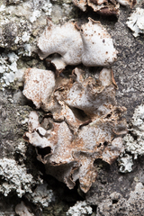 Dermatocarpon americanum