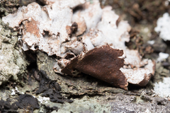 Dermatocarpon americanum