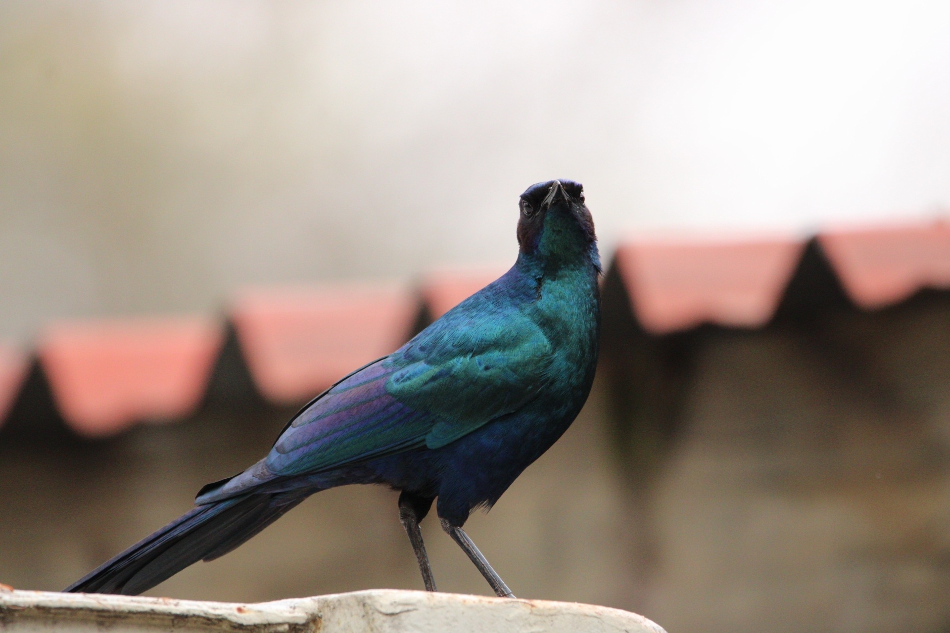Burchell's Starling illustration