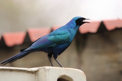 Burchell's Starling photo 2