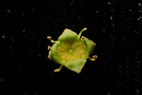 Colubrina asiatica